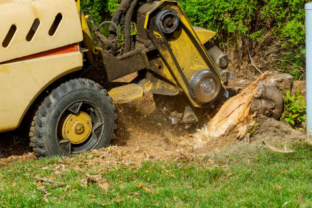 Best Storm Damage Tree Cleanup  in La Cygne, KS